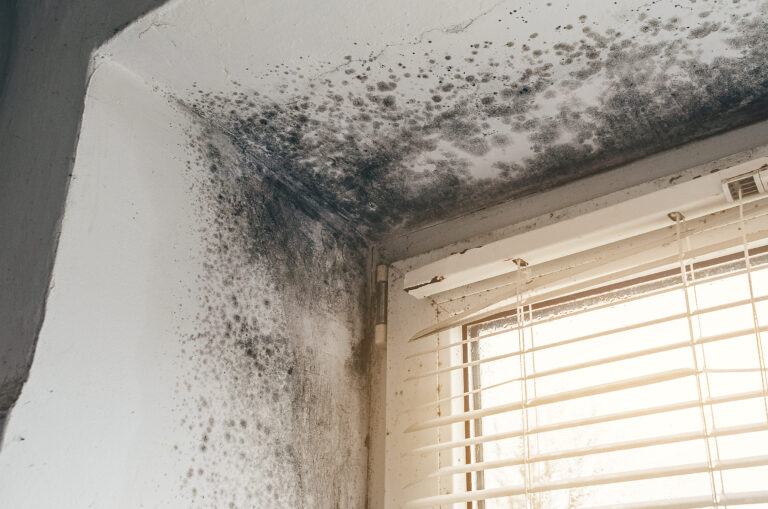 Black Mold Removal