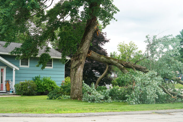 Debris & Tree Removal